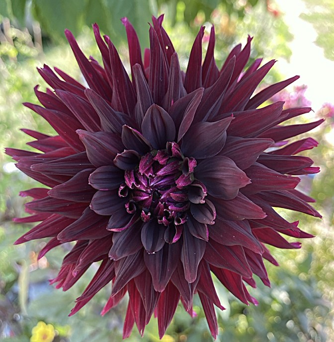 Dahlia Black Jack